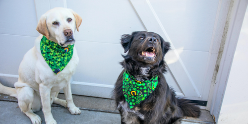 green bandanas