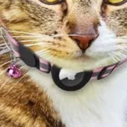 airtag collars