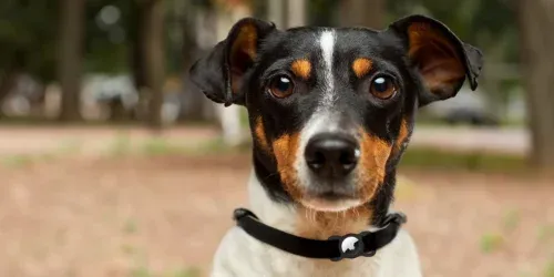 airtag collars