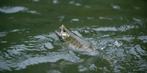 leader fly fishing blog