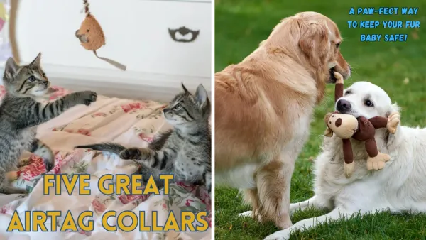 Five Airtag Collars: A Paw-fect Way to Keep Your Fur Baby Safe!